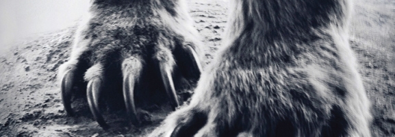 Shearwater – Animal Joy