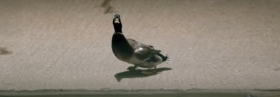 Musik ins Auge | Der Musikvideo-Roundup (Dezember I)