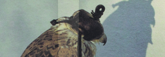 Iceage – You're Nothing