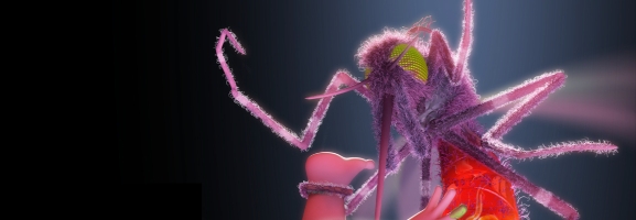 Yeah Yeah Yeahs - Mosquito
