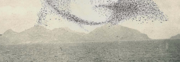 Snow Ghosts – A Small Murmuration